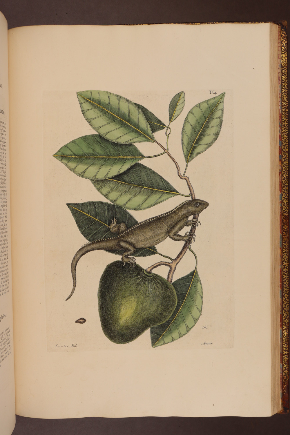 Plate 64